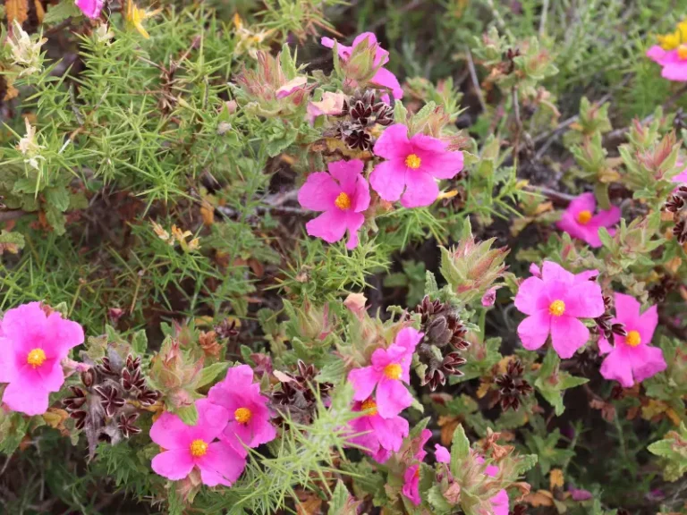 Faune et flore des corbieres fenouilledes oxygen aventure 3