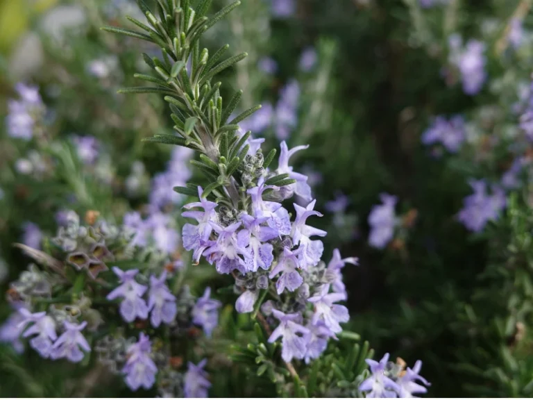 Faune et flore des corbieres fenouilledes oxygen aventure 5