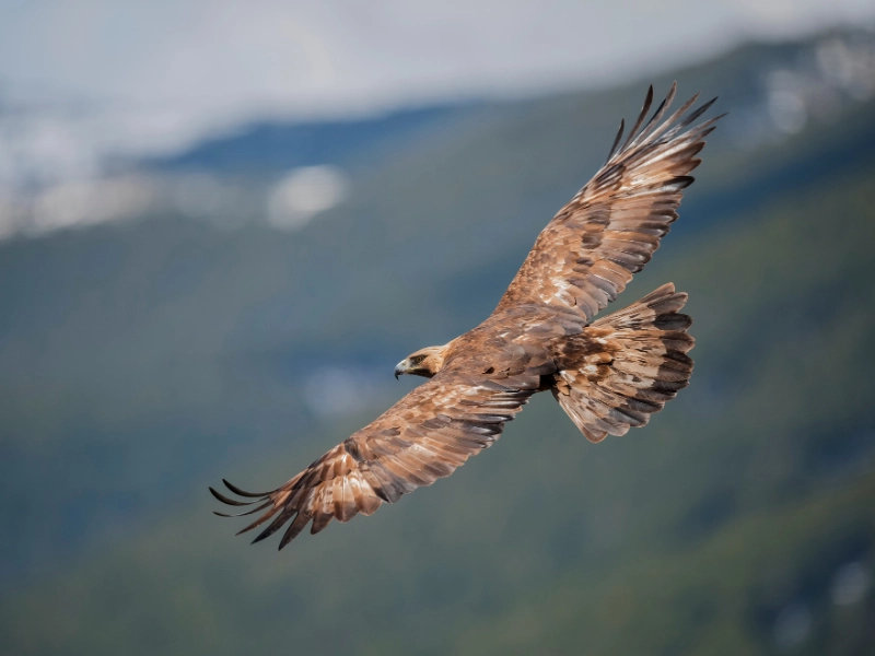Faune et flore des corbieres fenouilledes oxygen aventure 7