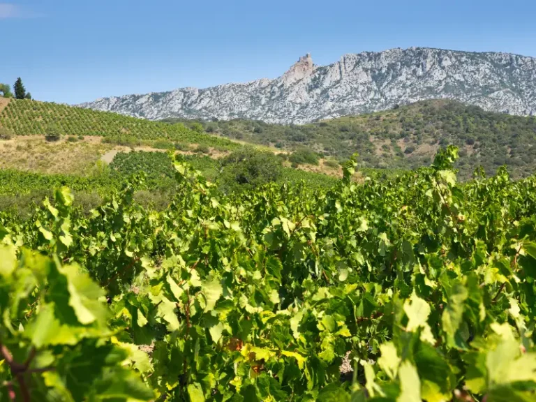 Paysages corbieres fenouilledes oxygen aventure 3