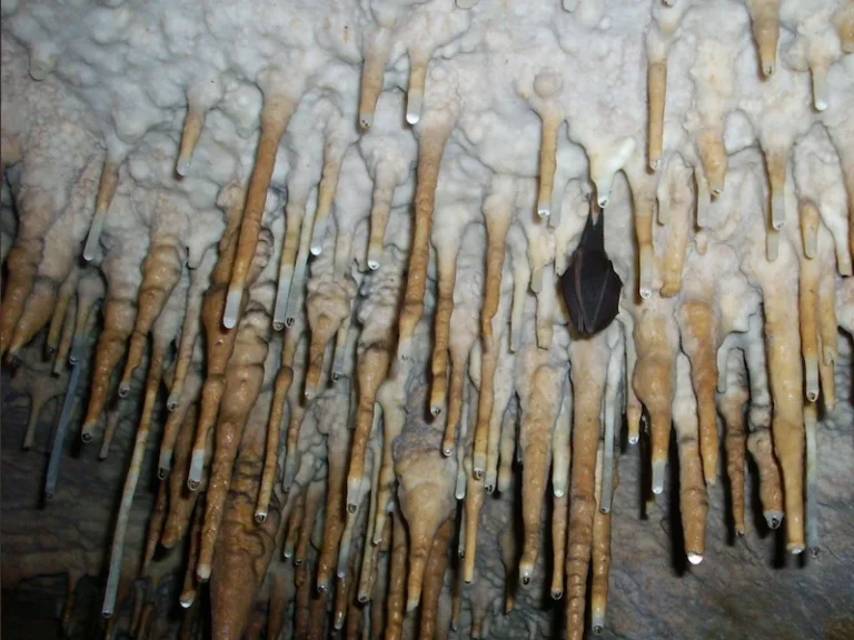 Grotte chauve souris